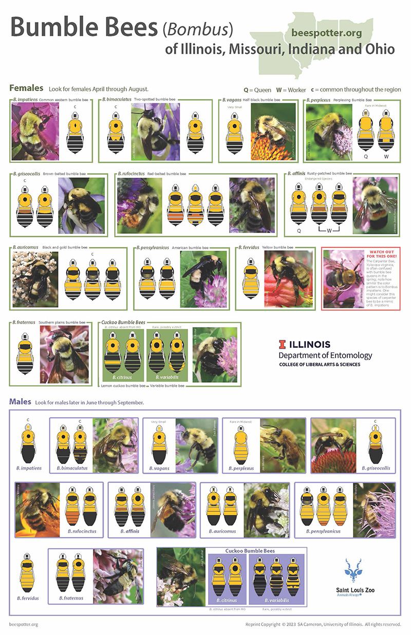 View PDF of Color Pattern Guide to Bumble Bees of Illinois, Missouri, Indiana, & Ohio